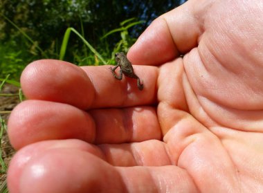 Sevimli küçük kahverengi kurbağa eller üzerinde oturan fotoğrafı