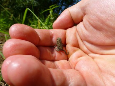 İnsan bir yandan küçük kahverengi kurbağa fotoğrafı