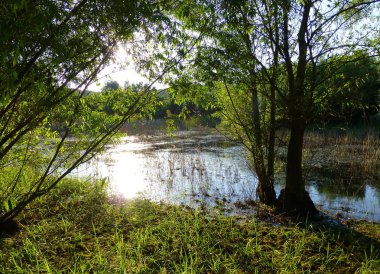 Yemyeşil bitki örtüsü ile çevrili küçük bir gölet yüzeyinin yansıtan güneş ışığı fotoğraf