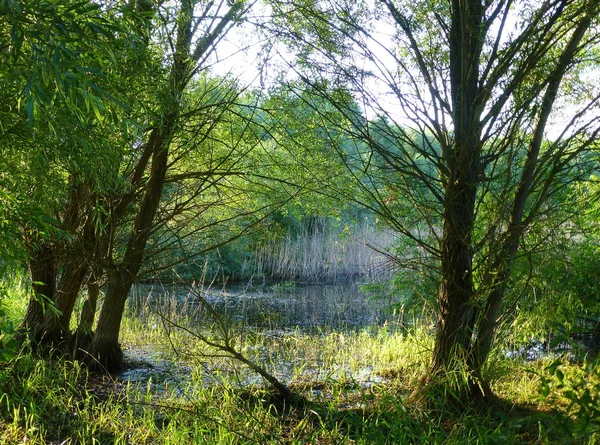 Foto Una Lussureggiante Vegetazione Verde Vicino Piccolo Stagno — Foto Stock