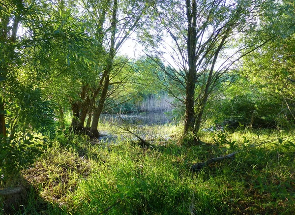 Küçük gölet yanında zengin bitki örtüsünün fotoğrafı