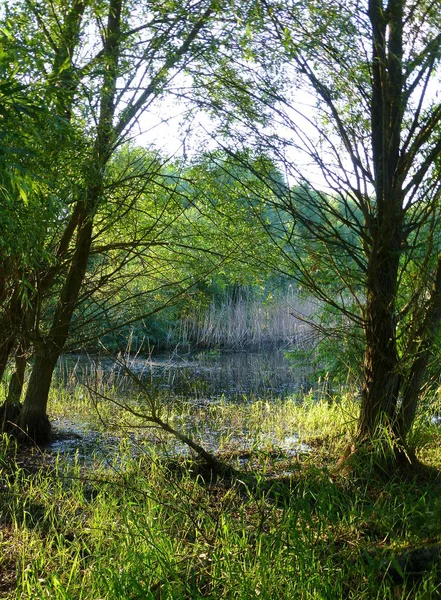Bir gölet yanında gür yeşil bitki örtüsü fotoğrafı