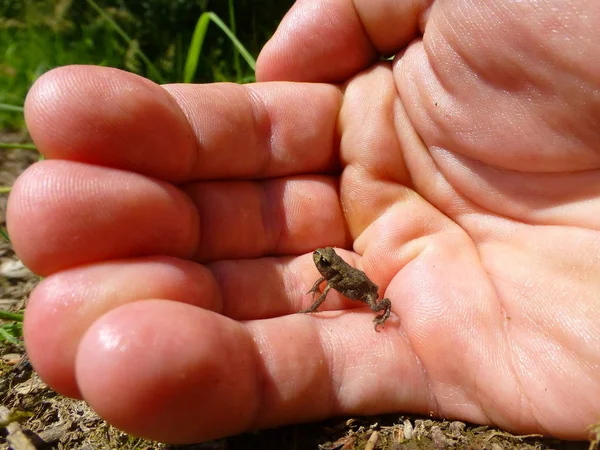 İnsan bir yandan oturan küçük şirin bir kurbağa fotoğrafı