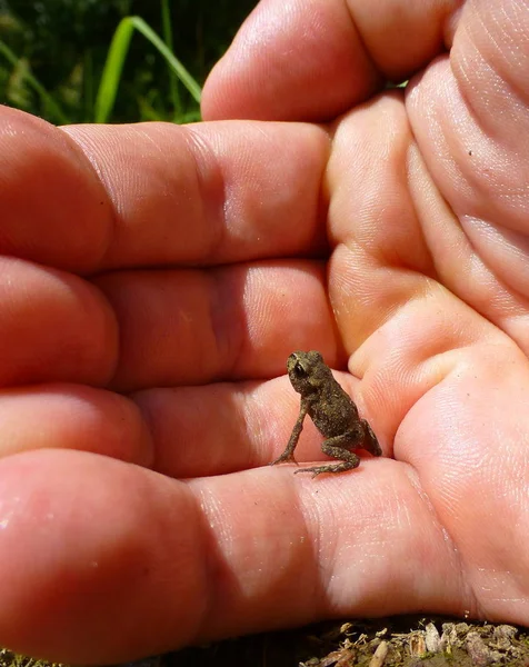 Photo Une Minuscule Grenouille Brune Assise Sur Une Main Humaine — Photo