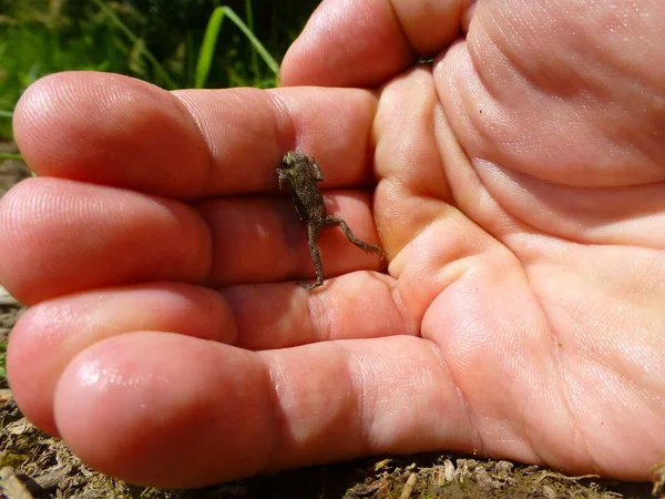 İnsan bir yandan küçük kahverengi kurbağa fotoğrafı