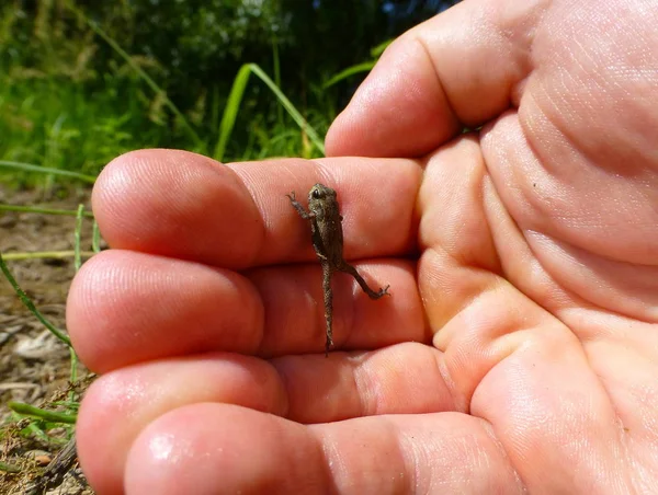 İnsan bir yandan tırmanma küçük kahverengi kurbağa fotoğrafı
