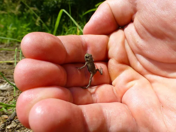 Bir insan elinde küçük bir kurbağa ayakta fotoğraf