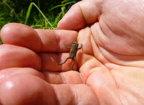 Bir insan eline tırmanan küçük kahverengi kurbağa fotoğrafı