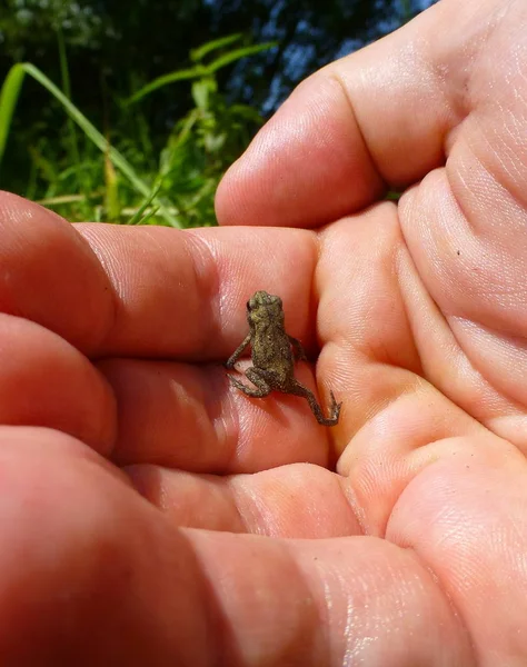 Şirin, küçük bir kurbağa insan bir yandan tırmanma fotoğrafı