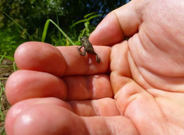 Sevimli küçük kahverengi kurbağa eller üzerinde oturan fotoğrafı