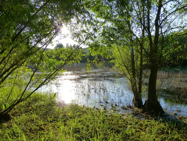阳光反射在被植被包围的浅水池塘表面的照片 — 图库照片