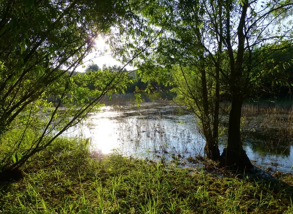 阳光反射在被郁郁葱葱的绿色植被包围的浅水池塘表面的照片 — 图库照片