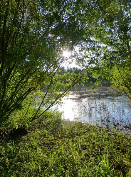 一条河岸的照片 四周郁郁葱葱的绿色植被 — 图库照片