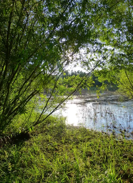 一个被郁郁葱葱的绿色植被包围的小池塘的照片 — 图库照片