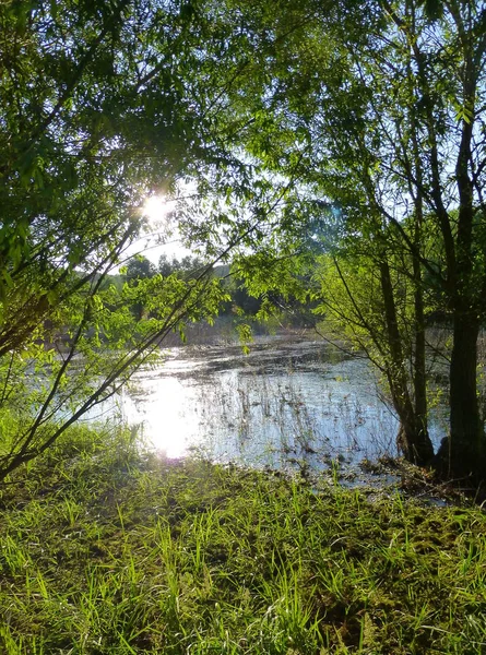 阳光反射在被植物和树木包围的浅水池表面的照片 — 图库照片