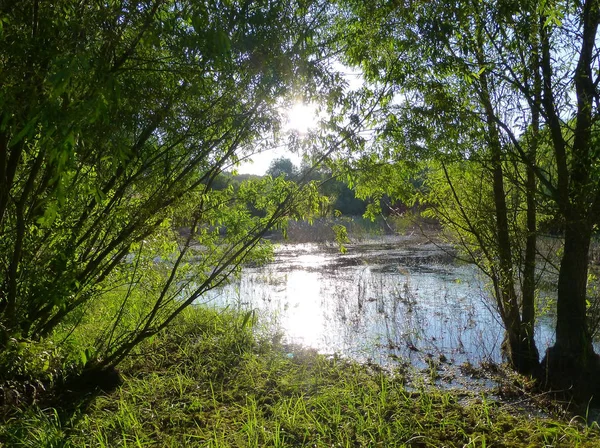 照片中 阳光反射在被郁郁葱葱的绿色植被包围的小湖表面 — 图库照片