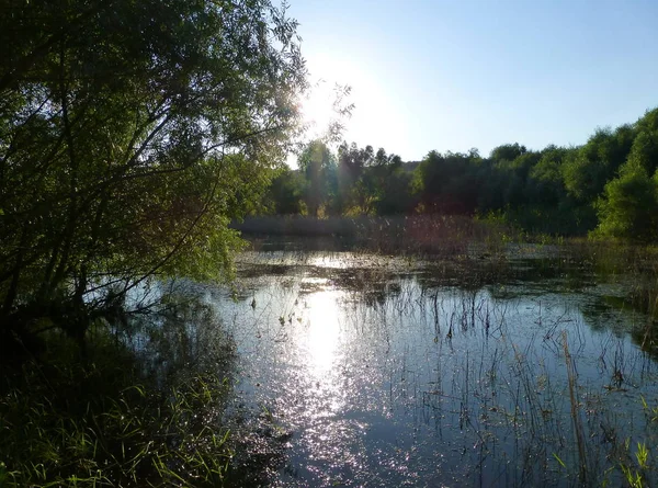 阳光反射在被树木包围的湖面上的照片 — 图库照片