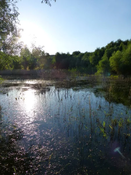 Fotoğraf ağaçlarıyla çevrili küçük bir göl yüzeyinde yansıtan güneş ışığı