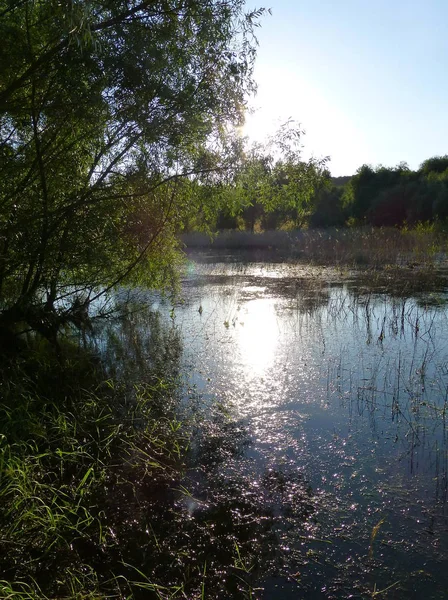 Bitki örtüsü ile çevrili küçük bir göl yüzeyinde yansıtan güneş ışığı fotoğraf