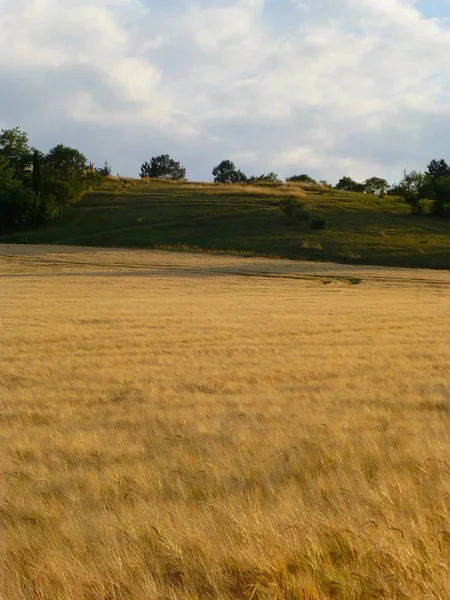 Foto Eines Kleinen Hügels Neben Einem Gerstenfeld — Stockfoto