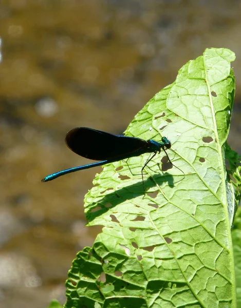Foto Einer Schönen Blauen Libelle Mit Schwarzen Flügeln Die Auf — Stockfoto