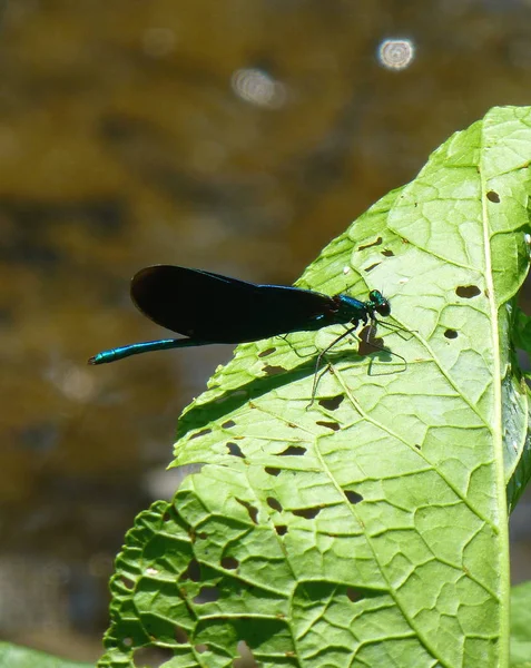 Фото Красивой Синей Дамсельфляжки Черными Крыльями Зеленом Листе — стоковое фото