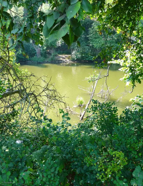 Foto Eines Flusses Umgeben Von Ästen Verschiedener Bäume — Stockfoto