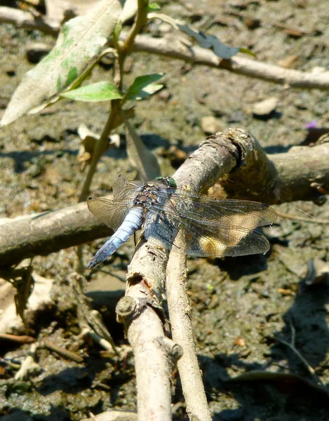 Close Beautiful Grey Dragonfly Sitting Branch — 스톡 사진