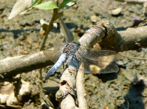 Close Photo Pretty Grey Dragonfly Sitting Branch — 스톡 사진
