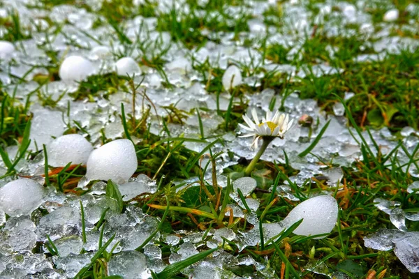 Hagelstenen Het Gras Van Een Groene Weide Een Zware Onweersbui — Stockfoto