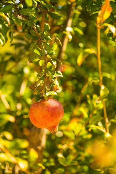 Gránátalma Gyümölcs Érlelés Egy Zöld Fán Levelekkel Napfényben — Stock Fotó