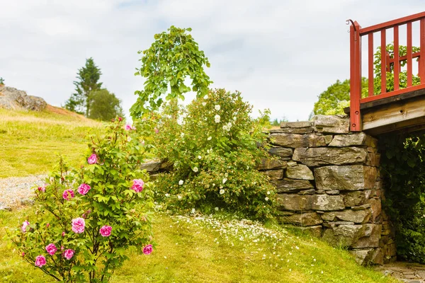 Gardening Nature Concept Closeup Green Bush Wooden White Wall — Stock Photo, Image