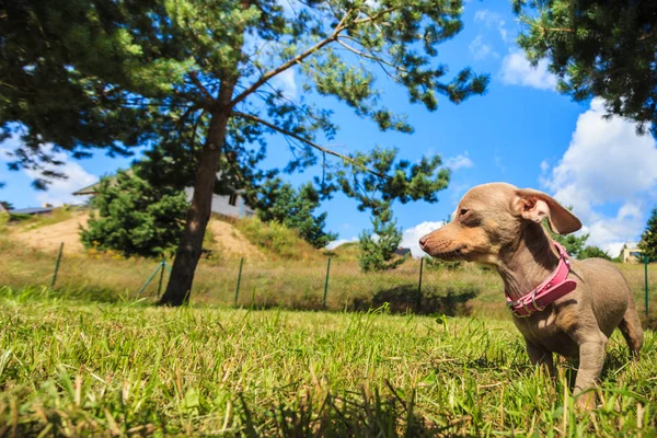 小猎犬瑞特 Prazsky Krysarik 杂交小狗在夏天春天的时候在草地上玩耍 — 图库照片