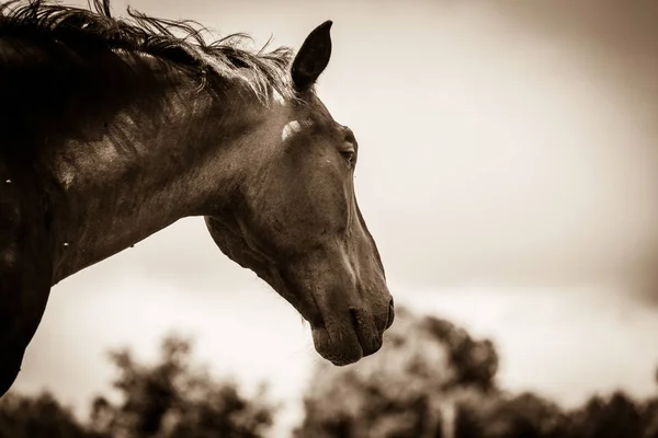 Caballo Salvaje Marrón Campo Idílico Prado Animales Mamíferos Agrícolas Medio —  Fotos de Stock