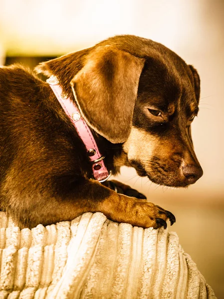 Pequeno Dachshund Puro Longo Encorpado Curto Cão Sentado Relaxante Arrepiante — Fotografia de Stock