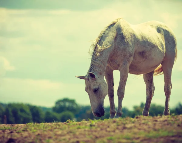 Λευκό Άγριο Άλογο Στο Ειδυλλιακό Τομέας Λιβαδιών Γεωργικών Θηλαστικά Ζώα — Φωτογραφία Αρχείου