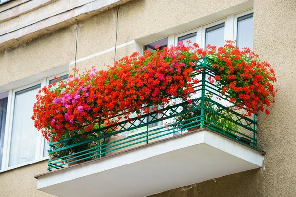 Mooie Rode Bloemen Balkon Apartament Thuis Een Platte Bloemen Samenstelling — Stockfoto