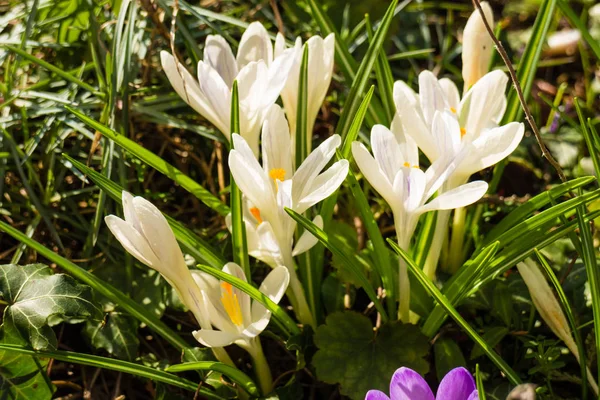 Nær Hvit Krokus Blomsterhagen Blomstrer Våren Med Vakkert Sollys – stockfoto