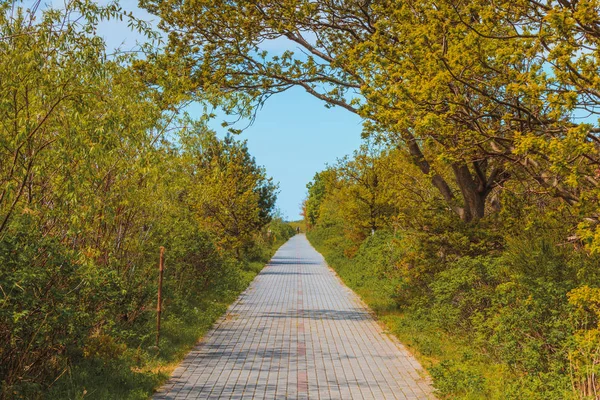 Nature Active Leisure Time Going Walks Concept Sidewalk Green Park — Stock Photo, Image