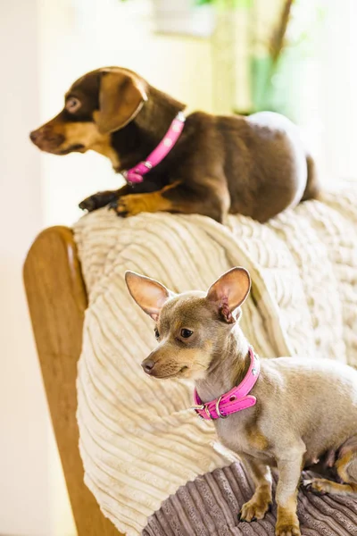 Kleine Honden Teckel Pinscher Rattenvanger Prazsky Krysarik Kruising Koelen Bank — Stockfoto