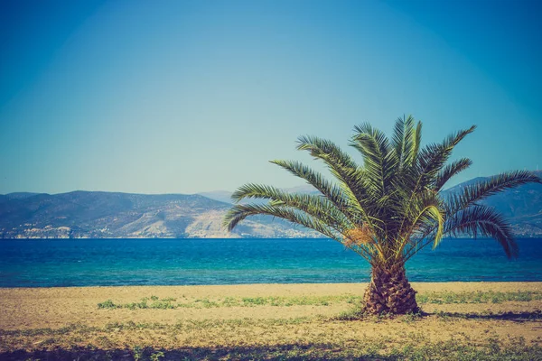 Palmeira Pequena Praia Tropical Arenosa Grécia Durante Tempo Bonito Verão — Fotografia de Stock