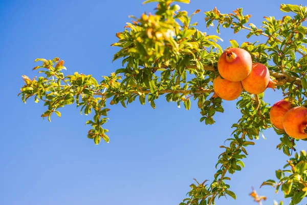 Frutos Granada Madurando Árbol Verde Con Hojas Luz Del Sol — Foto de Stock