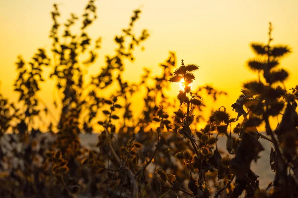 自然風景 美しい夕日や日の出黄色赤い空と夏のフィールド草原 — ストック写真