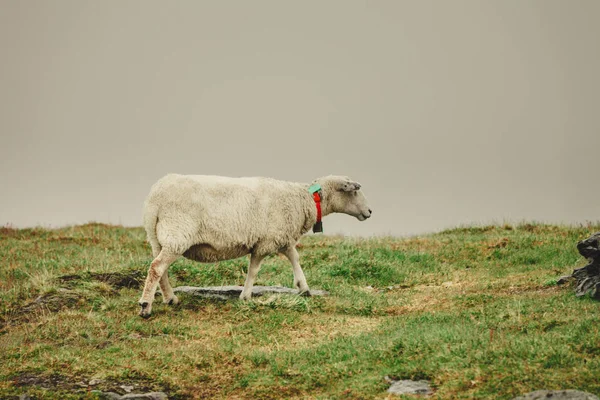 Schapen Weide Grazen Rock Hill Tijdens Bewolkt Mistig Weer Dieren — Stockfoto