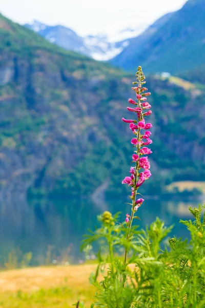 Turizm Tatili Seyahat Jostedalsbreen Ulusal Parkı Oppstryn Stryn Sogn Fjordane — Stok fotoğraf