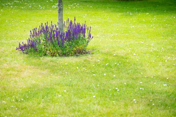 Lavender Bush Green Spring Garden Violet Purple Natural Flowers Nature — Stock Photo, Image