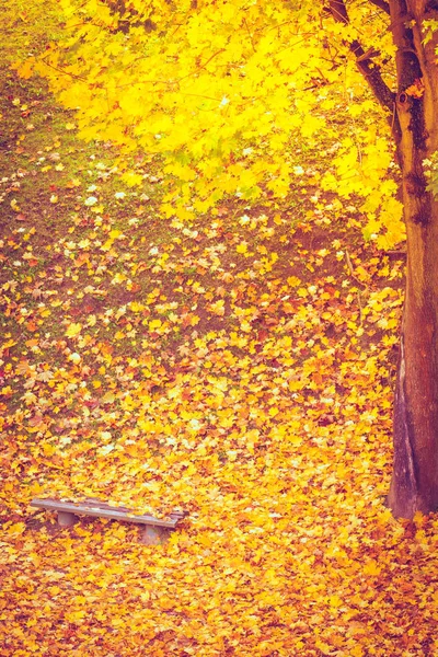 Sonbahar Sahne Tezgah Şehir Parkı Içinde Sarı Turuncu Akçaağaç Yaprakları — Stok fotoğraf