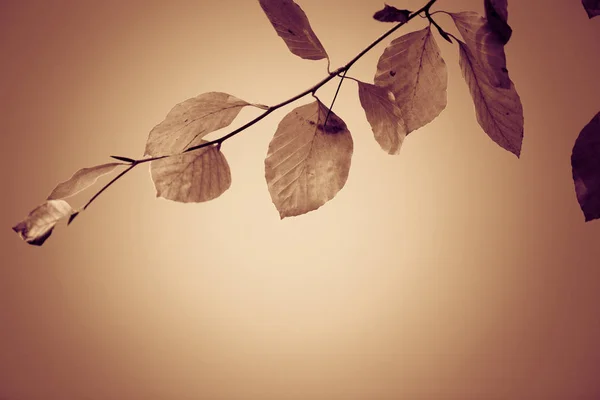 Concetto Stagione Autunnale Foglie Autunnali Colorate Nel Parco — Foto Stock