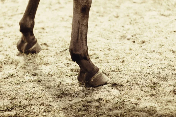 Dettagliato Primo Piano Zoccoli Cavallo Piedi Con Zoccoli Concetto Dettagli — Foto Stock