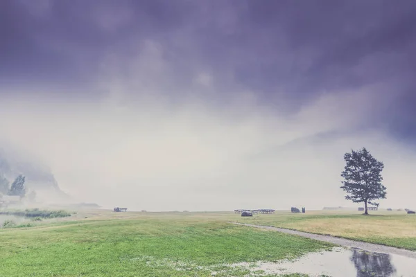 Paisagem Verão Nebulosa Campo Prado Enevoado Com Árvores Noruega — Fotografia de Stock